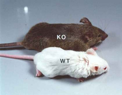 El ratón knockout p27 (aguti) es más grande que le ratón control (blanco) porque el tamaño de su esqueleto está aumentado