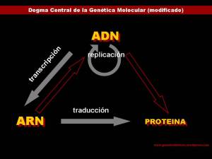 Dogma Central de la Genética Molecular