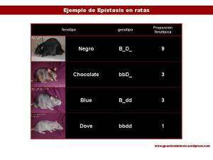 Ejemplo de epistasis en ratones