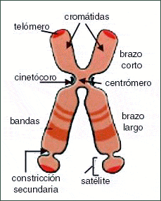 Morfologia del Cromosoma