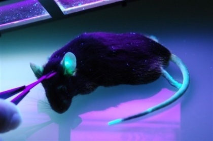 Ratón transgénico cuyas células expresan una proteina fluorescente verde
