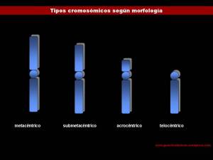 Tipos de Cromosomas